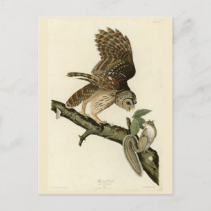 Carte Postale Barred Owl, John James Audubon's Birds of America