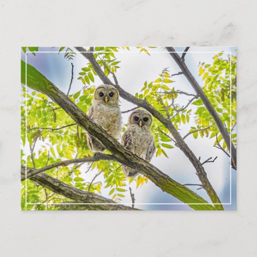 Carte Postale Barred Owley (Devant)