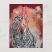 Carte Postale Barred Rock Hen (Devant)