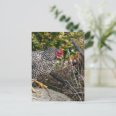 Carte Postale Barred Rock Hen (Debout devant)