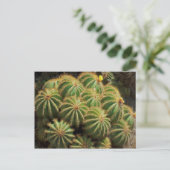 Carte Postale Barrel Cactus (Debout devant)