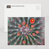 Carte postale Barrel Cactus (Arizona) (Devant / Derrière)