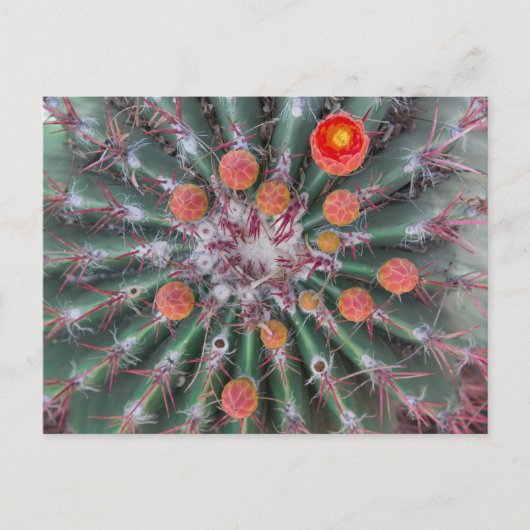 Carte postale Barrel Cactus (Arizona) (Devant)