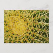 Carte Postale Barrel Cactus Closeup Abstrait Nature Photographie (Devant)