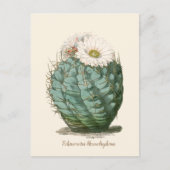 Carte Postale Barrel Cactus Fleur blanche (Devant)