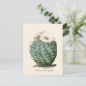 Carte Postale Barrel Cactus Fleur blanche (Debout devant)