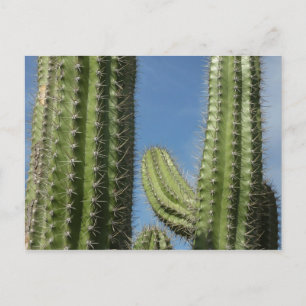 Carte Postale Barrel Cactus I Desert Photo