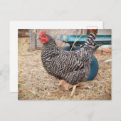 Carte postale Barres de poulet Rock (Devant / Derrière)
