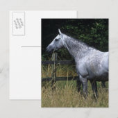 Carte Postale Barrière se tenante prêt de cheval de pur sang (Devant / Derrière)