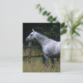 Carte Postale Barrière se tenante prêt de cheval de pur sang (Debout devant)