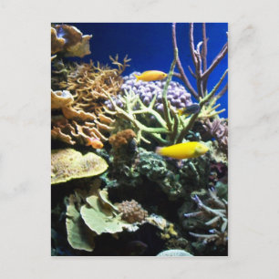 Carte Postale Barrière tropicale 3