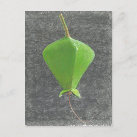 Carte Postale Barringtonia Acutangula (Devant)