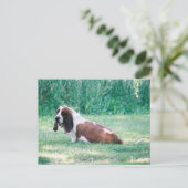 Carte Postale Bart Basset Hound Postcard 3 (Debout devant)