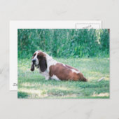 Carte Postale Bart Basset Hound Postcard 3 (Devant / Derrière)
