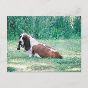 Carte Postale Bart Basset Hound Postcard 3