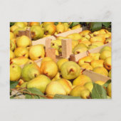 Carte postale Bartlett Pears (Devant)
