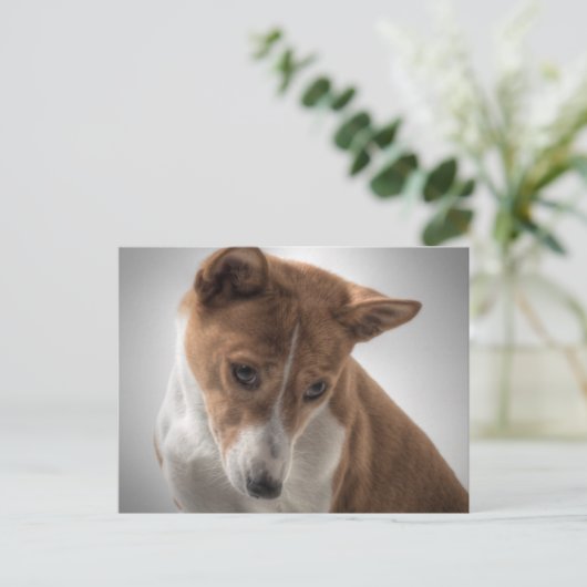 Carte Postale basenji (Debout devant)
