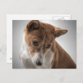 Carte Postale basenji (Devant / Derrière)