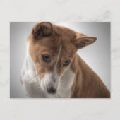 Carte Postale basenji (Devant)