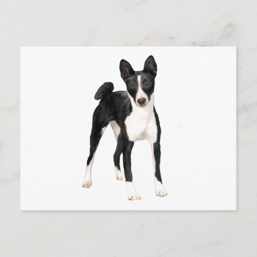Carte Postale Basenji (B) - noir et blanc (Devant)