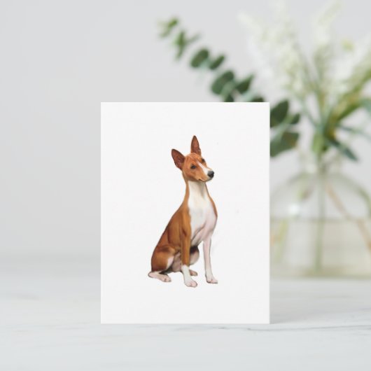 Carte Postale Basenji (C) (Debout devant)