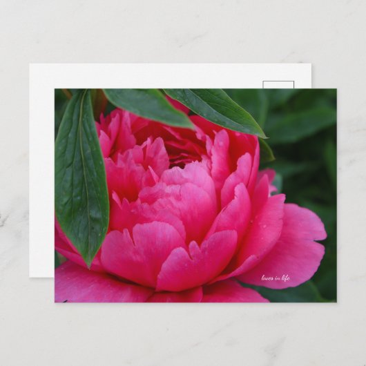 Carte Postale Bashful Pink Peony (Devant / Derrière)