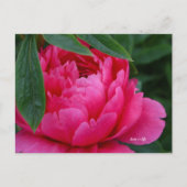 Carte Postale Bashful Pink Peony (Devant)