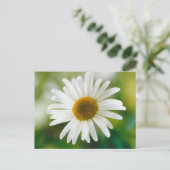 Carte Postale Basière oculaire blanche - Leucanthemum vulgare (Debout devant)
