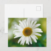 Carte Postale Basière oculaire blanche - Leucanthemum vulgare (Devant / Derrière)