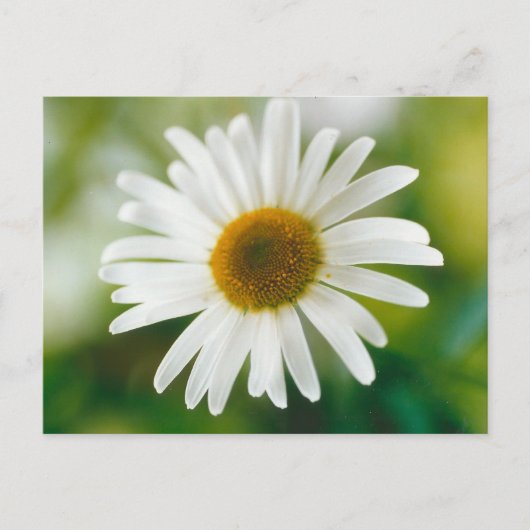 Carte Postale Basière oculaire blanche - Leucanthemum vulgare (Devant)