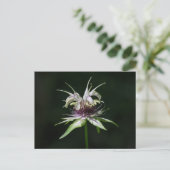 Carte Postale Basil Bee Balm Blanc Bergamot Fleur sauvage (Debout devant)