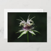 Carte Postale Basil Bee Balm Blanc Bergamot Fleur sauvage (Devant / Derrière)