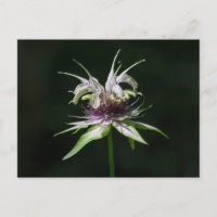 Basil Bee Balm Blanc Bergamot Fleur sauvage