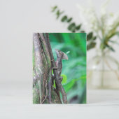 Carte Postale Basilic Jésus-Christ Lézard à Tortuguero (Debout devant)