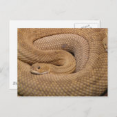 Carte Postale Basilisk Rattlesnake (Devant / Derrière)