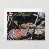 Carte Postale Basilisque femelle Lizard, Punta Cahuita - Costa R (Devant / Derrière)