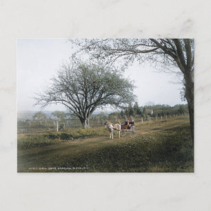 Carte Postale Basking Ridge NJ, Out for a Sunday Drive, Vintage