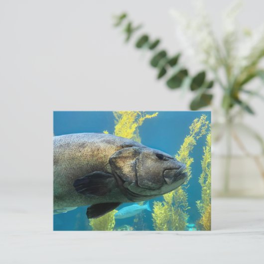 Carte Postale Bass marin géant (Debout devant)