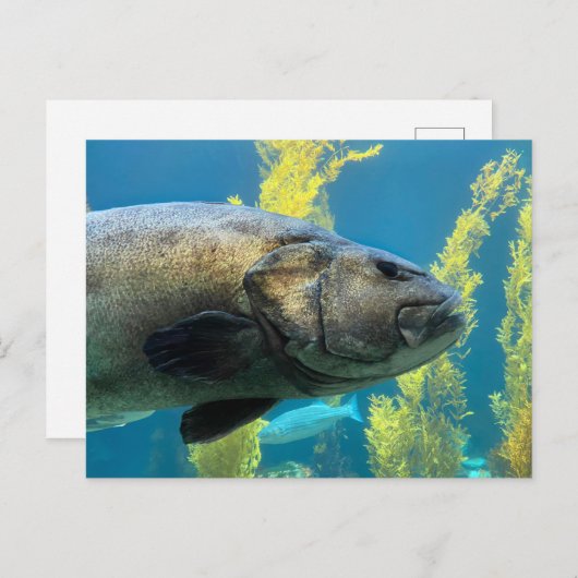 Carte Postale Bass marin géant (Devant / Derrière)