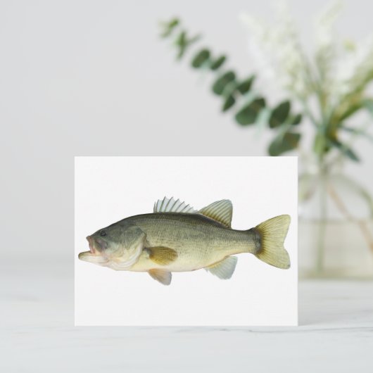 Carte Postale Basse à grande bouche (Debout devant)