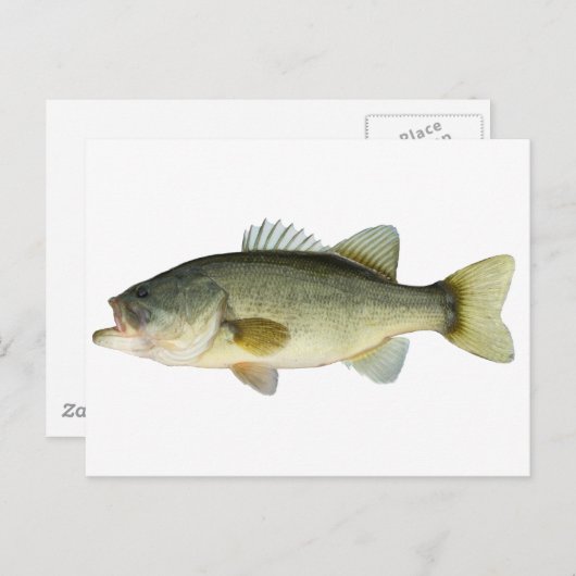 Carte Postale Basse à grande bouche (Devant / Derrière)