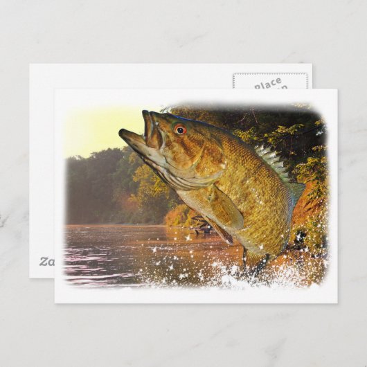 Carte Postale Basse Smallmouth (Devant / Derrière)