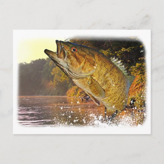 Carte Postale Basse Smallmouth (Devant)