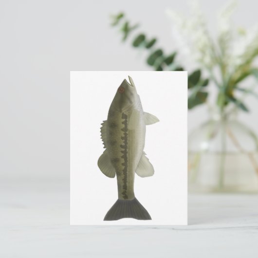 Carte Postale Basse tachetée (Debout devant)