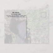 Carte Postale Basses d'ours noirs Escalade Pine Tree Big Bend NP (Dos)