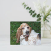 Carte Postale Basset âgé (Debout devant)