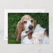 Carte Postale Basset âgé (Devant / Derrière)
