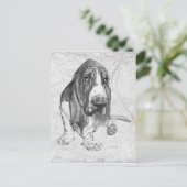 Carte Postale Basset Hound (Debout devant)