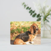 Carte postale Basset Hound (Debout devant)