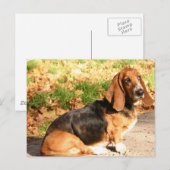 Carte postale Basset Hound (Devant / Derrière)